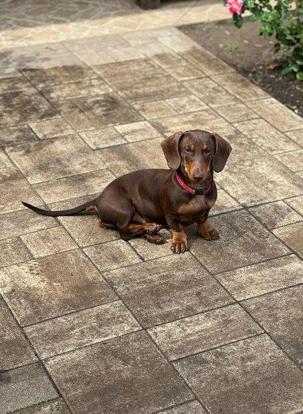 Teckel, Bucuresti Ikea Pallady