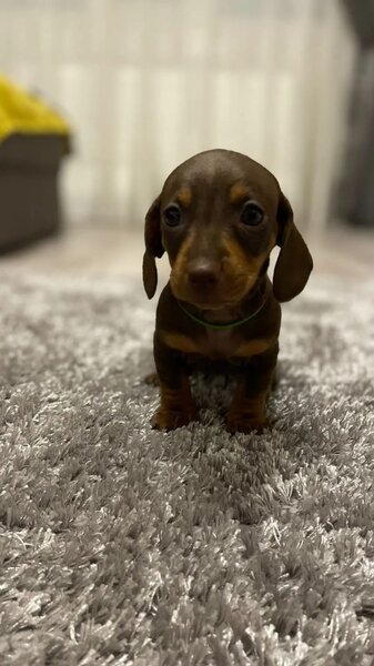 Teckel, Bucuresti Ikea Pallady